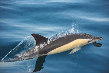 Exclusive Dolphin Watching Adventure in Setubal