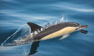 Exclusive Dolphin Watching Adventure in Setubal