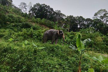 Phuket Highlight Tour Big Buddha Temple and Elephant Sanctuary