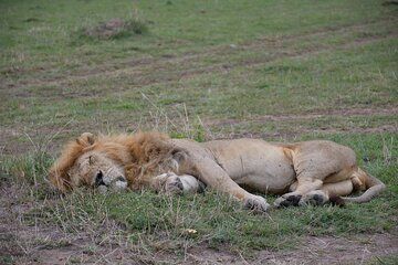 3 Days Kenya Private Safari Tour