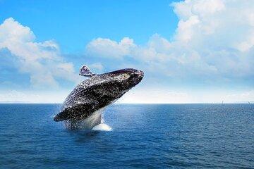 Whale Watching 2026 from Punta Cana - Full Day