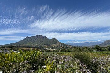 Winelands Cape Town to Stellenbosch & Franschhoek Lux EV/7 seater