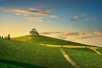 Private Barolo Wine Tour from Milan