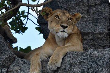 Big Five Classic Safari Tanzania 7 Days Experience All Inclusive