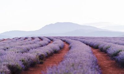 Bridestowe Lavender Farm Tour including Lunch