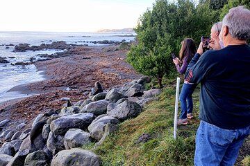 Explore Kaikoura Coast in a day from Christchurch Private Tour