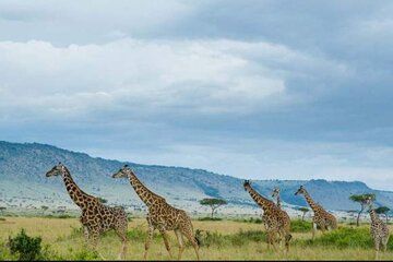 7-Day Great Rift Valley Kenya Lakes and Parks Safari Tour