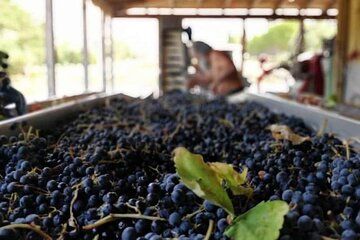 Sclavos Estate : Kefalonia Wine & Gastronomy Tour