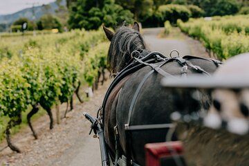 Horse and Carriage Wine Tour in Marlborough with Lunch