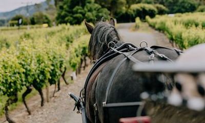 Horse and Carriage Wine Tour in Marlborough with Lunch
