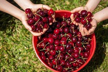 Christmas in the Yarra Valley Tour Cheese Cherries and Chocolate
