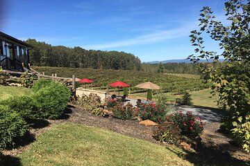 Elijay Three Vineyards Private Wine Tasting Tour from Atlanta