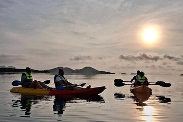 Sunrise Mangrove Boat and Kayak Tour