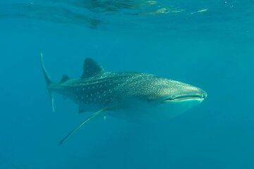 Swim with the whale shark in La Paz, Mexico