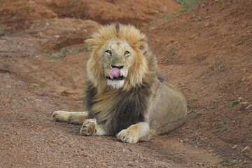 3 Day Ol Pejeta Visit