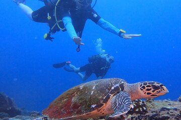 Double Dive Eden Island with Professional Guide