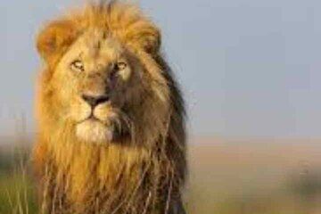 7 Day Kenyan Safari with Maasai Mara Lake Nakuru and Amboseli