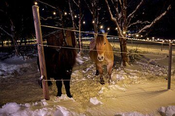 Northern Lights Hunt and visit Arctic Animals