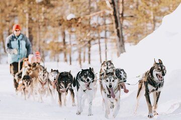 Husky Adventure 10km