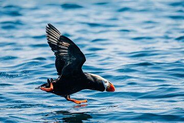Sitka: Private Wildlife Photography Workshop Boat Tour (Full Day)