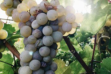 Full-Day Private Algarve Golden Coast & Wine Tasting Experience