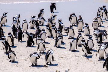 Cape Peninsula Scenic Tour: Bo-Kaap and Cape Point with Penguins