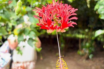 Spice Farm And Prison Island Tour With Swahili Lunch