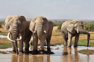 7 Days Kenya Kilimanjaro Safari Amboseli, Salt Lick and Tsavo