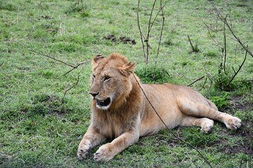 6 Days Kenya Budget Safari Masai Mara Lake Nakuru and Amboseli