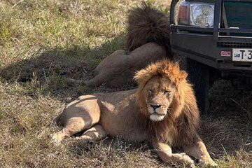 6 Days Private Serengeti Migration Safari