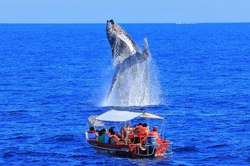 Cabo San Lucas Marine Safari Whale Watching and Wildlife Cruise