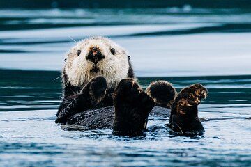 Sitka: Islands of Wonder Wildlife Boat Adventure (4 hours)