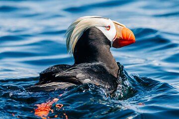 Sitka: Wildlife Photography Workshop Boat Tour (3 hours)