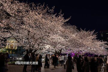 YokaBus Fukuoka Cherry Blossom Famous Spots and Night Sakura Tour