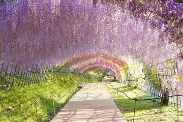 YokaBus Kawachi Wisteria Garden and Strawberry Picking Experience