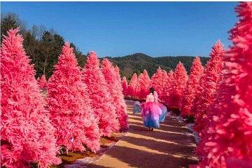 Pocheon Sanjeong Lake Art Valley Morning Calm or Herb Island Tour