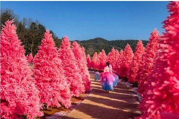 Pocheon Sanjeong Lake Art Valley Morning Calm or Herb Island Tour