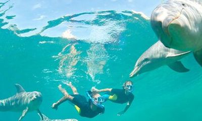 Ocean Symphony Dolphin and Whale Encounter in Mauritius