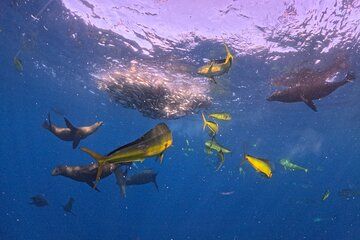 The Race of the Sardine