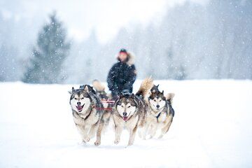 2km Husky Safari and Kennel Visit at Arctic Circle