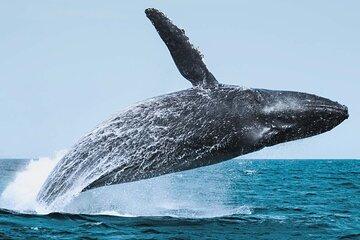Whale Watching Adventure in Cabo San Lucas