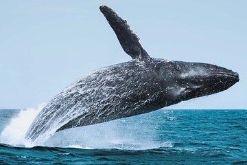 Whale Watching Adventure in Cabo San Lucas
