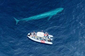 Private Whale Watching in San Diego on a Premium Zodiac