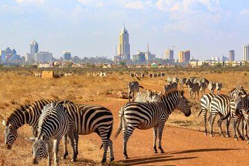 Nairobi National Park Half Day Safari Game Drive