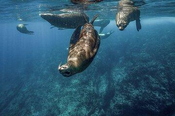 Isla Espiritu Santo Adventure: Explore the Sea of Cortez