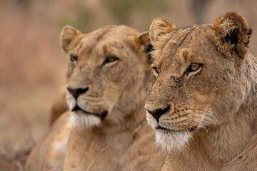 2 Day Tarangire and Ngorongoro Safari