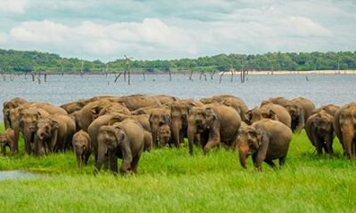 Minneriya Luxury Safari Morning Birds or Afternoon Herds