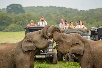 Minneriya Luxury Safari Morning Birds or Afternoon Herds