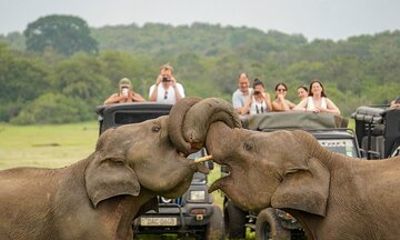Minneriya Luxury Safari Morning Birds or Afternoon Herds