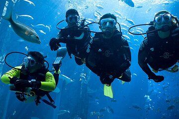 Discovery of the Seabed of Agadir Underwater Adventure